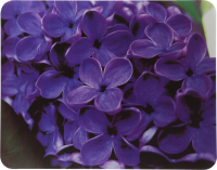 Коврик для мыши Buro BU-M20049 Мини рисунок/сирень 230x180x2мм