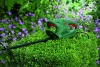 Кусторез Bosch EasyHedgeCut 55 (0600847C02)